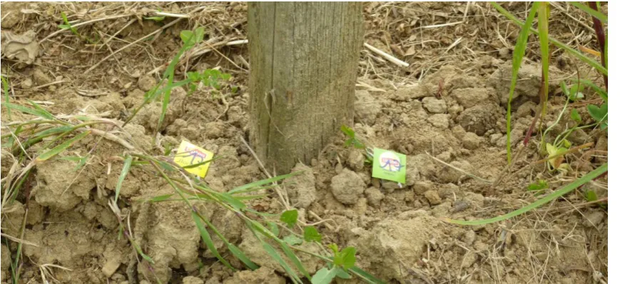 Figure 8. Two types of teabags buried with visible labels 