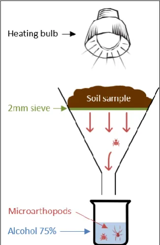Figure 9. A Berlese-Tullgren extractor 