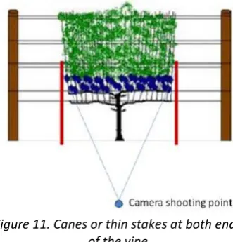 Figure 11. Canes or thin stakes at both ends  
