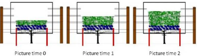 Figure 12. Sequence of pictures from temporal series of a given vine 