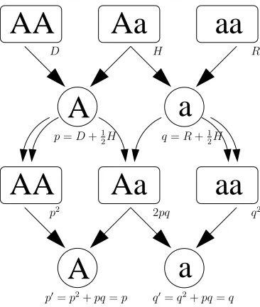 Fig. 1. Mendel’s model of inheritance, and the Hardy-Weinberg model of allele and genomefrequencies under Mendelian inheritance with no selection nor drift.