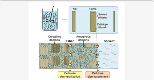 Figure 1: Mechanism of cellulose dissolution: following the diffusion of solvent inside the solid cellulose, cellulose crystalline domains are gradually disrupted to form amorphous domains and the solid cellulose gradually transforms into a swollen gel-like medium; the entangled cellulose chains, after a certain induction time, become disentangled from each other and move out of their network into the bulk solution [25].