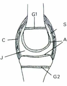 Figure 1.1: Diagram of a synovial joint. 