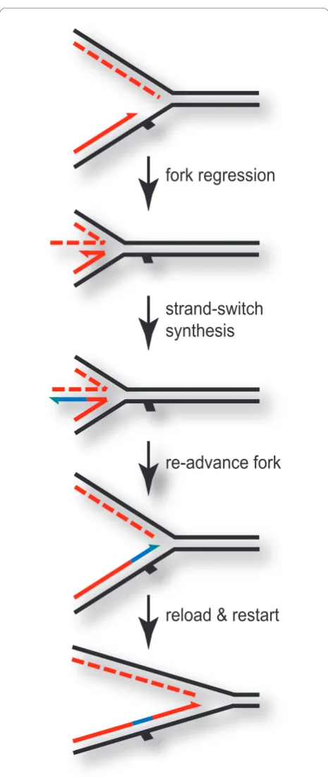 Figure 4 Fork regression model for bypass of leading-stranddamage . In this model, leading-strand replication encounters ablocking lesion (solid rectangle) while lagging-strand replicationproceeds past the site of the lesion