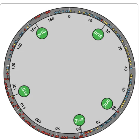 Figure 1 Location of the T4 origins of replication . The linear169 kb T4 genome is circularly permuted and has no definedtelomeres, so it is depicted in this diagram as a circle