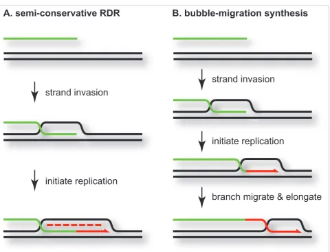 Figure 2 Two modes of recombination-dependent replication (RDR) . During semi-conservative RDR, primase action on the displaced strandof the D-loop allows lagging strand synthesis (panel A)