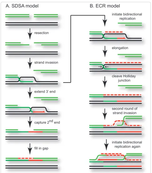 Figure 3 . The SDSA model for DSB repair invokes a limited amount of bubble-migration synthesis usingchromosomal replication (ECR) model invokes two successive rounds of semi-conservative replication (panel B)