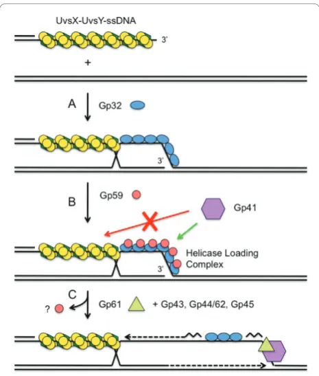 Figure 7 Conversion of recombination intermediates intoreplication forks: UvsX/UvsY and Gp59 enforce strand-specificloading of Gp41 helicase onto the displaced strand of a D-loop