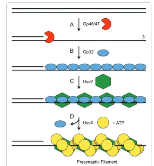 Figure 1 DNA strand exchange assay and the role of DNAto a template strand and can serve as a primer for recombination-dependent DNA replication (red)