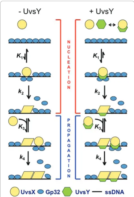 Figure 4 Model for the kinetics of T4 presynaptic filamentis required by UvsX to displace Gp32 and to secure this isolatednucleation site on the lattice