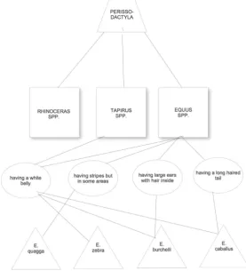 Figure 5: Hierarchical concept map of concept: Perissodactyla drawn using Con-ceptDrawPro™