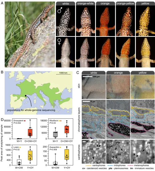 Fig. 1.Color polymorphism in the European common wall lizard, P. muralis. (A, Left) Common wall lizard