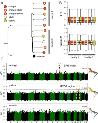 Fig. 2.Population structure and genetic basis of color polymorphism in the common wall lizard