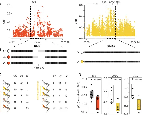 Fig. 3.Regulatory variation explains color polymorphism in the common wall lizard. (phenotypes aroundA) Differences in allele frequencies (ΔAF) for the orange and yellow SPR and BCO2 (each dot represents an SNP)
