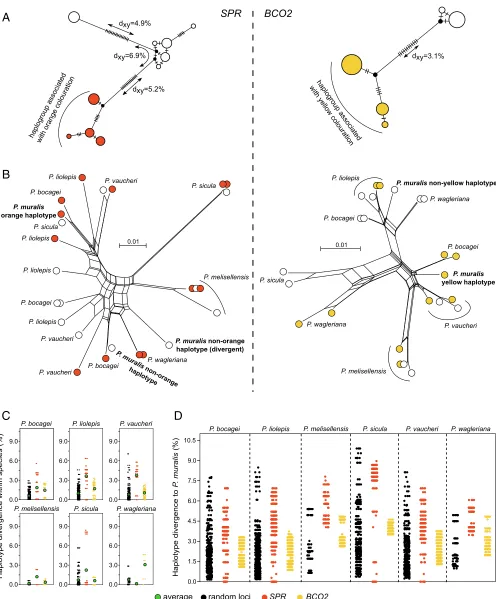 Fig. 4.Evolution of the regulatory regions associated with pterin- and carotenoid-based coloration in the genusindicate the number of observed mutations