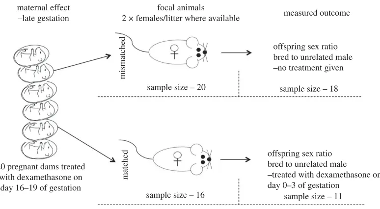 Table 1. The list of variables from laboratory mice collected to determine the inﬂuence on sex allocation in females withmatching and mismatching pre- and post-natal environments