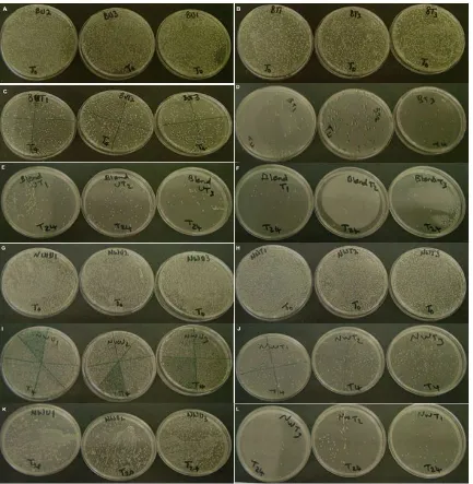 FIGURE 5.  Changes in number of Staphylococcus aureus Untreated blend at Tcolonies of untreated and treated knitted blend (50%/50% PES/VIS) and nonwoven (100% cotton) fabrics at T0, T4 and T24