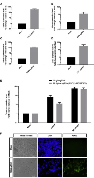 Figure 1. Efﬁcient Gene Activation UsingdSpCas9VPR in HEK293A Cells