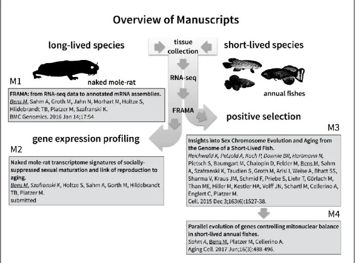 Figure  1:  Overview  of  manuscripts.  FRAMA  (M1)  was  developed  to  automate  the  process  from  de novo  transcriptome  assembly  to  a  non-redundant  set  of  mRNA  sequences  suitable  for  downstream  analyses