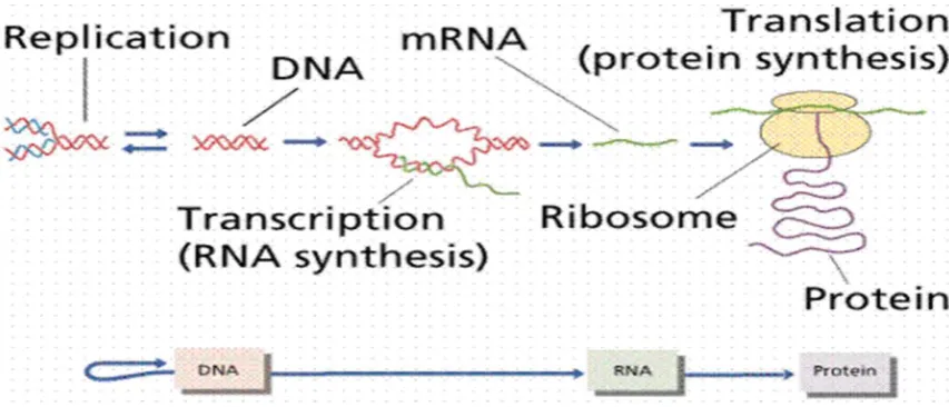 Figure 2 . The Central Dogma of Molecular Biology [4] 