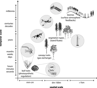 Fig. 1  Depiction of plant traits (and function) at different spatial and temporal scales