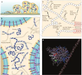Figure 1.1: Left: Bioﬁlm developmental stages. Each stage is illustrated by a drawing(top) and a photo of a P