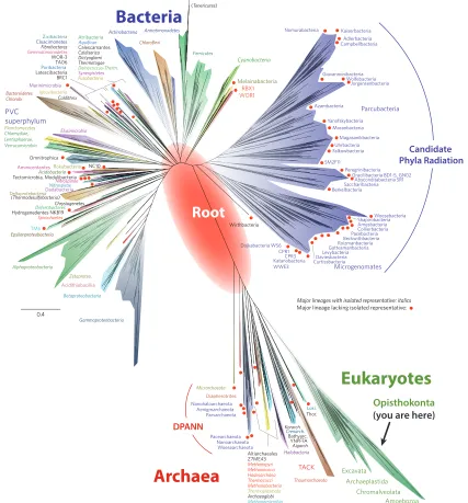 Figure 4. The tree of life (modified from Hug et al. 2016). The diversity of all eukaryotes is represented by the green sliver in the lower right