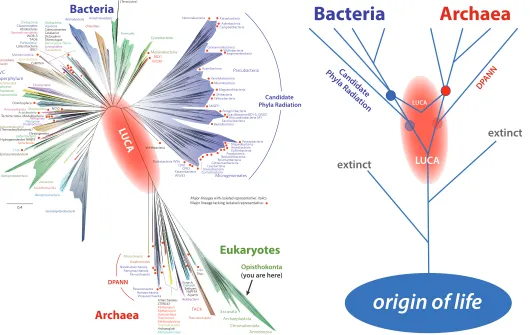 Figure 5. Where is the Last Universal Common Ancestor (LUCA)? Left: Hug et al. (2016) identified many new short branches on the tree of life