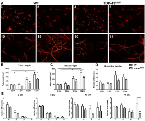 Fig. 2. The effect of TDP-43A315TTukeyand TDP-43 expression on dendrite development. (A) Primary cortical neurons derived from YFP:WT (left) and YFP:TDP-43A315T (right)single embryo cultures labeled for MAP2 at 3 DIV, 5 DIV, 10 DIV and 15 DIV