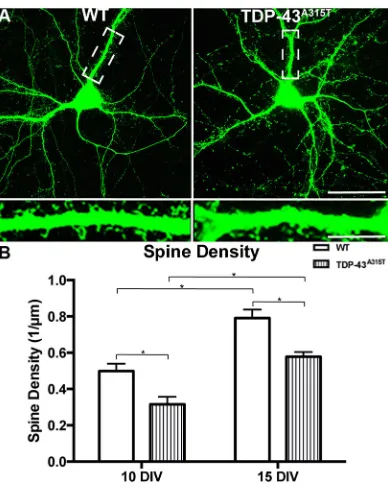 Fig. 3. The effect of TDP-43A315TThere was a significant reduction in spine density in the TDP-43development