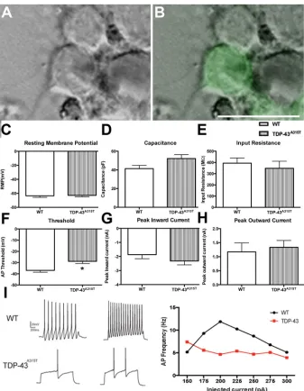 Fig. 6. The effect of TDP-43A315Tgiven current compared to WT neurons (right).n=on neuronal excitability.of a TDP-43Data are mean±s.e.m