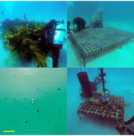 Fig 1. Experimental patch reef array. Clockwise from top left: a 7.68 m2 patch reef with transplanted kelp; a 7.68 m2 patch reef duringconstruction; a 1.08 m2 patch reef with no transplanted kelp, and; an aerial photo of the grid formation of experimental patch reefs (yellowscale bar represents 25 m).