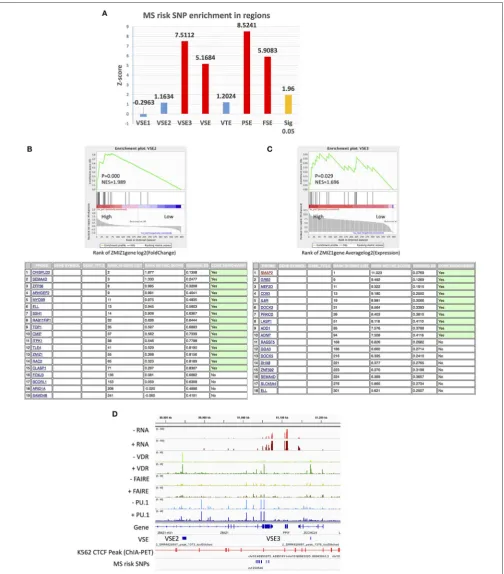 FIGURE 4 | The association of MS risk SNPs and ZMIZ1 gene set with VSE. (A) MS risk SNP enrichment in different SE regions