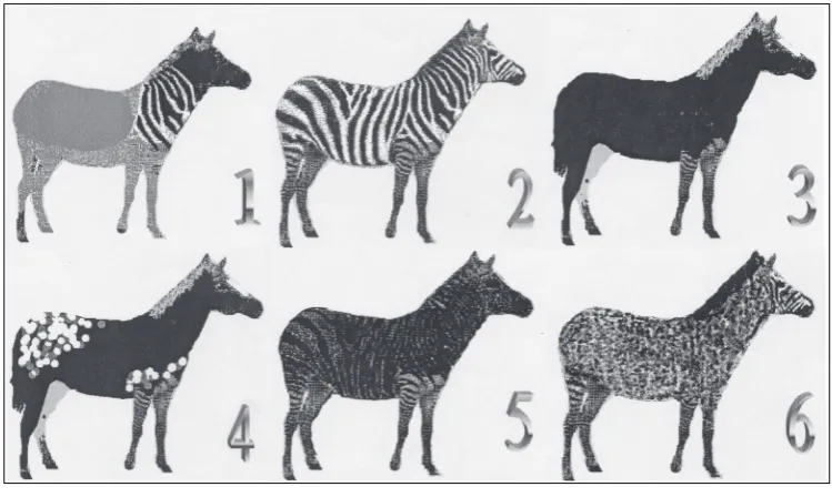Figure 1. The first set of equids. 
