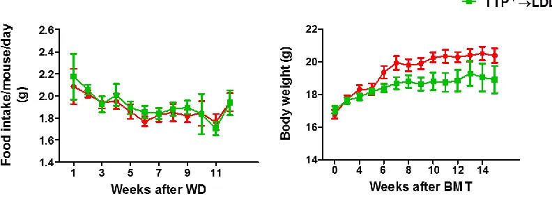 Figure 3. 3 Bone marrow TTP deficiency causes growth retardation, but did not affect food intake  Six to eight week-old female LDLR