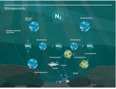 Figure 4 Nutrient cycle as modelled in Atlantis.