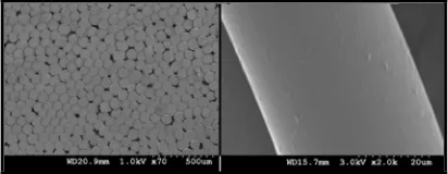 FIGURE 3. SEM photomicrograph of AAC fiber’ surface and cross section.  