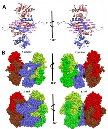 Figure 1.6: Cyanase dimer and surface interfaces. A) Structure of the TuCyanase dimer shown in cartoon representation
