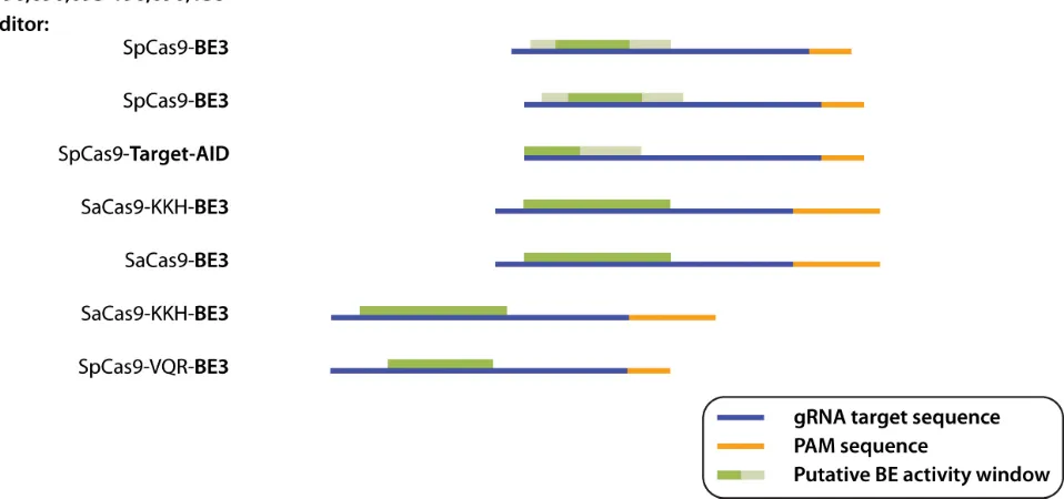 Figure 1. Activity of different base editors targeting the rs1061170 SNP. The base editor variant, sgRNA protospacer and PAM consensus nucleotide, and incidence of base editing are indicated