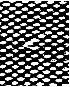 FIGURE 5. Effect processed by dilation operator.  Mesh Fabric Defects Identification Based On 