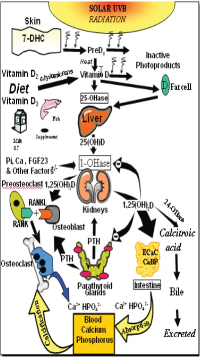 Figure 1 Schematic diagram of the synthesis and metabolism of vitamin D. Reproduced from Wacker & Holick, 2013