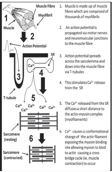 Figure 2 Overview of skeletal muscle contraction, reproduced from Hazell et al., 2012 