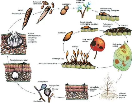 Figure 1. Life cycle of Venturia inaequalis, the causal agent of apple scab disease. Figure (Agrios, 2005)