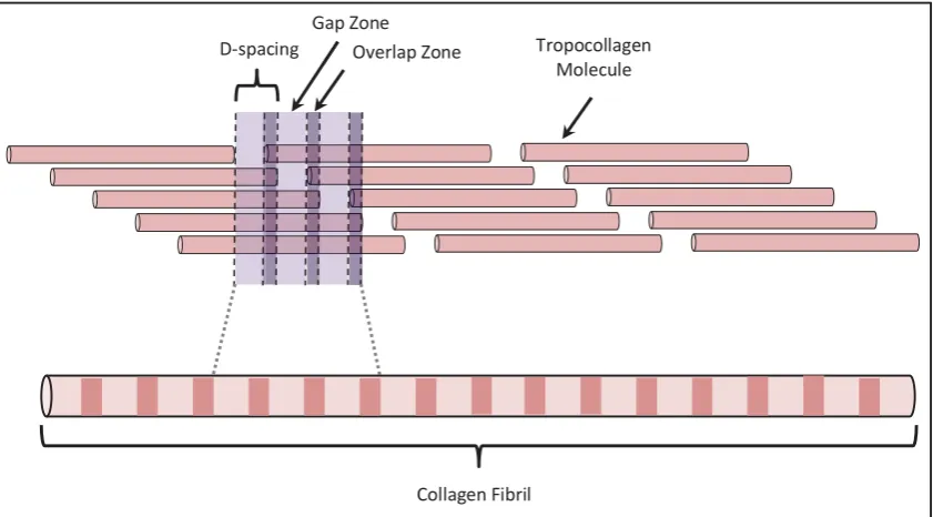 Figure 2.3. The quarter staggered array arrangement of five tropocollagen molecules parallel and in 