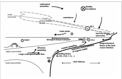 FIGURE 4 | Schematic of processes at play in Eastern boundary upwelling system (direction of ﬂow corresponds to the northern hemisphere)