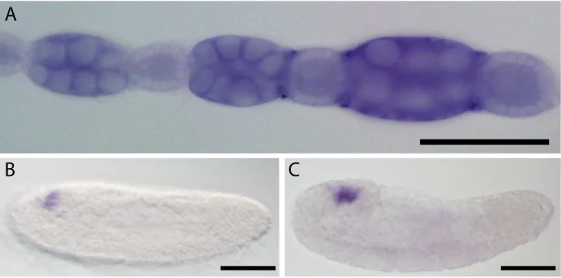 Fig. 1. Nv-tsl expression in the Nasonia ovary and embryo as detected by in-situ hybridization