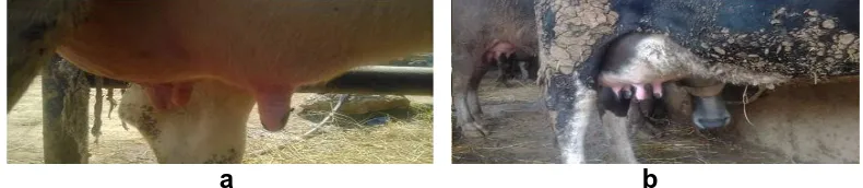 Figure 1. Mastitis in cattle. a) Mastatis udder and teats are asymmetric; infected quarter is inflamed and enlarged in size