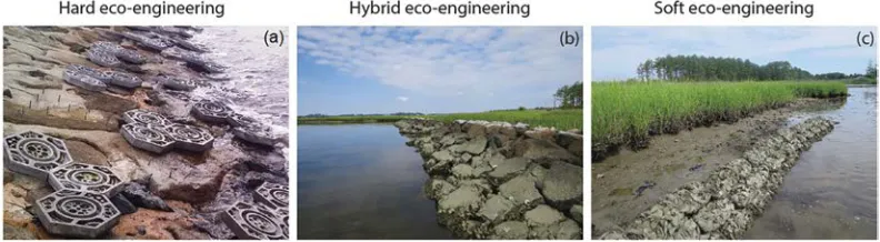 Figure 2 Approaches to ecoengineered shorelines include (a) hard (tile-enhancement units installed along the seawalls at Changi, Singapore), (b) hybrid (rock fillet with saltmarsh in Chesapeake Bay, United States) and (c) soft ecological engineering (bagged oyster shell reef with saltmarsh in Chesapeake Bay).
