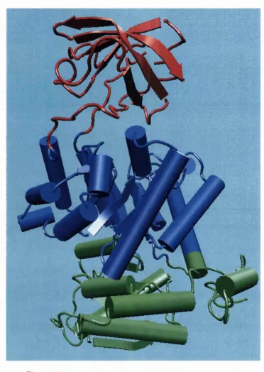 Figure 1.2: Pyruvate kinase; PDB code Ipkn (Larsen et al, 1994)