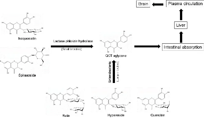 Figure 2.2: Processes and pathways for synthesis of QCT aglycone from various QCT glycosides and its biodistribution in animals